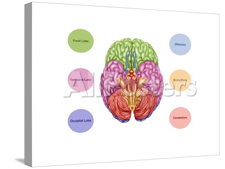 Brain Anatomy Inferior View Illustration