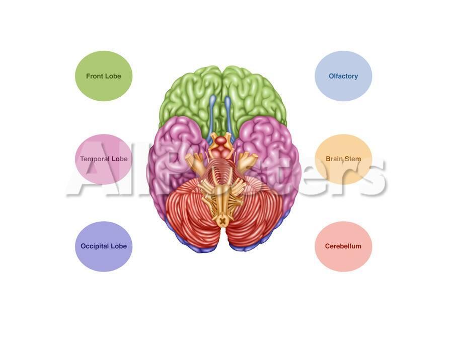 Brain Anatomy Inferior View Illustration