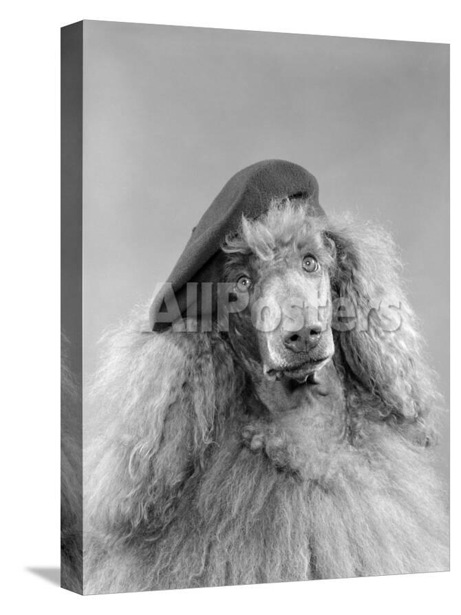 Poodle Dog Wearing A French Beret With Long Curly Hair