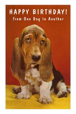 'Happy Birthday, Basset Hound' Photo | AllPosters.com