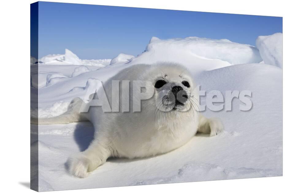 harp seal baby impressão