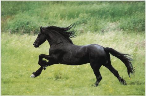 Horse Posters - at AllPosters.com.au