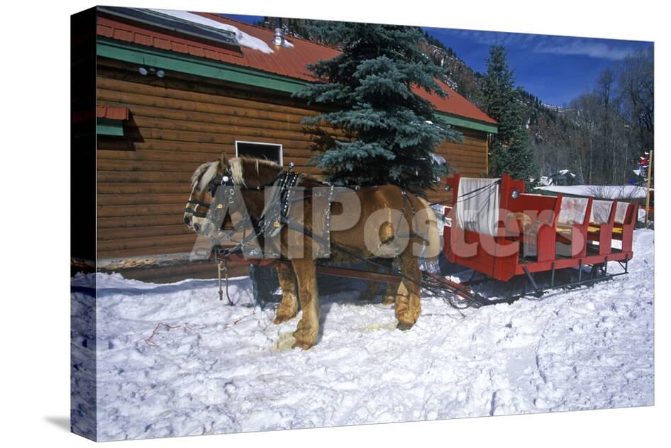 horses pulling sleigh in
