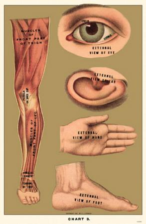 'Human Body Parts' Masterprint | AllPosters.com