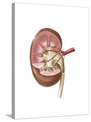 Human Kidney with Artery Posters - AllPosters.co.uk