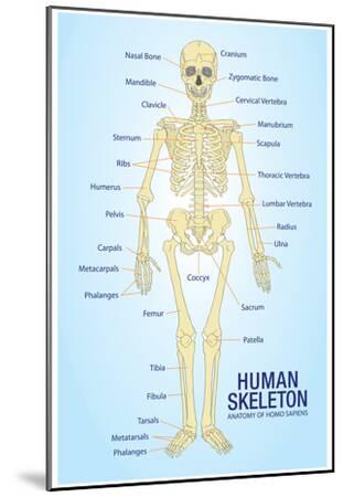 Human Skeleton Anatomy Anatomical Chart Poster Print Mounted Print Allposters Com