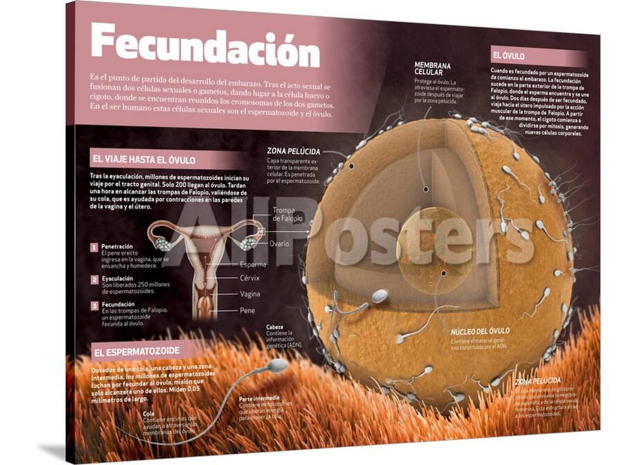 Infografia Sobre La Fecundacion El Punto De Partida Del Desarrollo Del Embarazo Posters Allposters Com