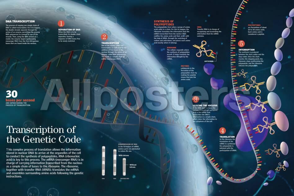 allposters com