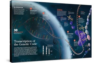 'Infographic Showing the Transcription Process of the Cell Nucleus Dna