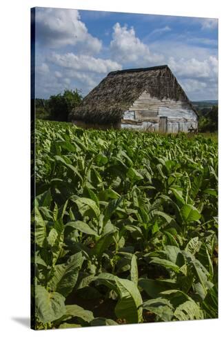 Cuba Pinar Del Rio Vinales Barn Surrounded By Tobacco Fields Cuba Pinar Del Rio Vinales Barn Surrounded By Tobacco Fields