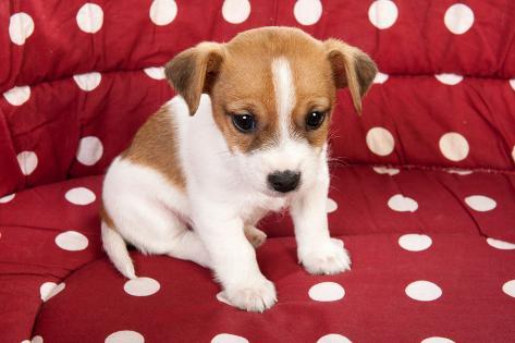red spotted pet bed with little jack russel puppy photographic print