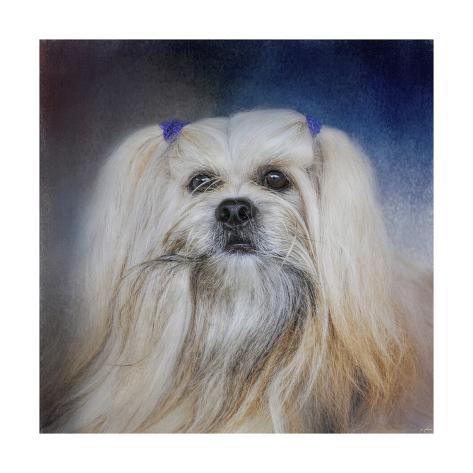 オールポスターズの jai johnson handsome lhasa apso ジクレープリント