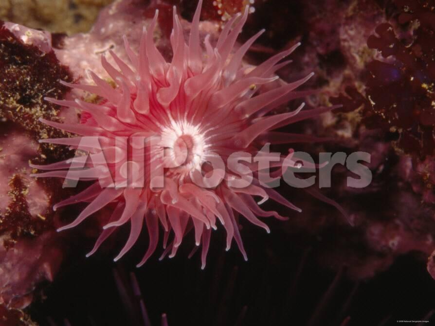proliferating sea anemone epiactis
