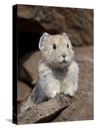 American Pika (Ochotona Princeps), Peter Lougheed Provincial Park ...