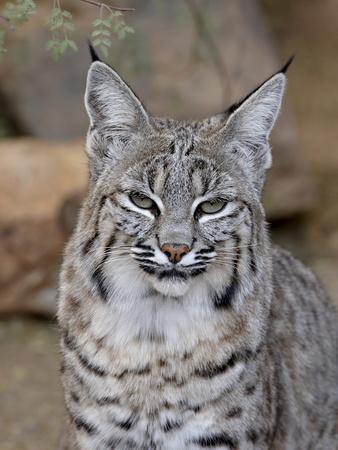 'Bobcat (Lynx Rufus) in Captivity, Arizona Sonora Desert Museum, Tucson