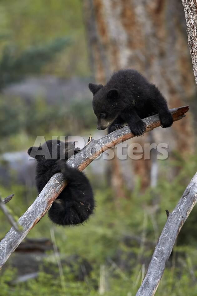 Two Black Bear Cubs Of The Year Or Spring Cubs Playing Yellowstone Nat L Park Wyoming Usa Photographic Print James Hager Allposters Com