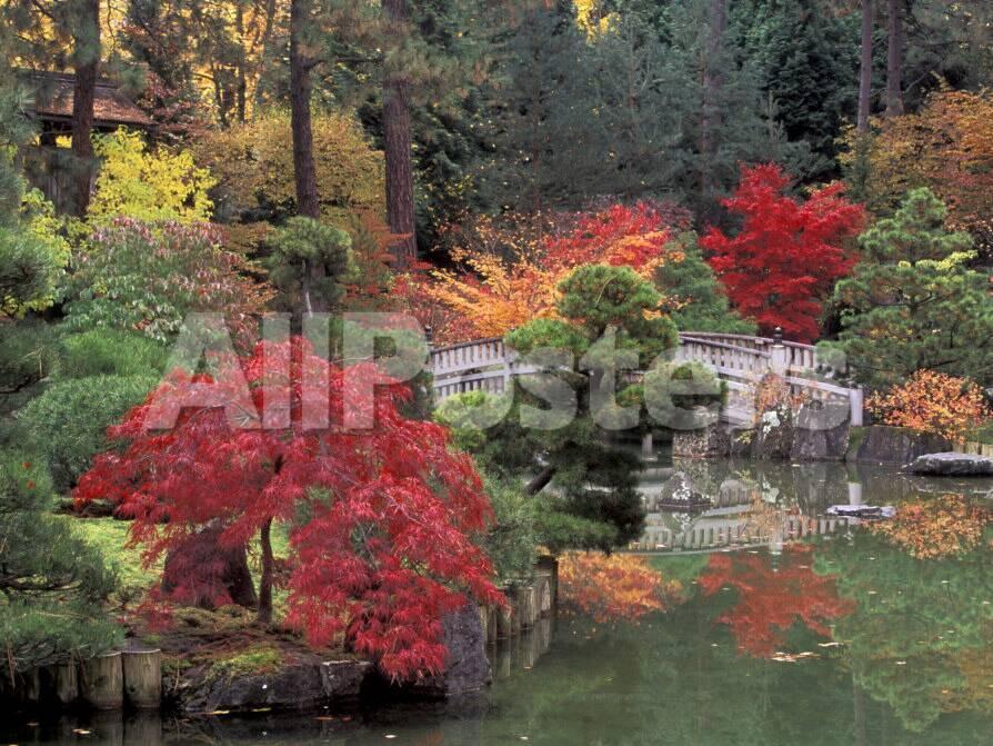 Kiri Pond And Bridge In A Japanese Garden Spokane Washington