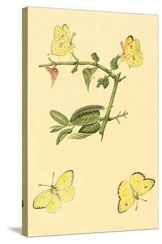 18 X 24 Surinam Butterflies Moths Caterpillars Poster Print By Jan Sepp Wall Art Posters Prints