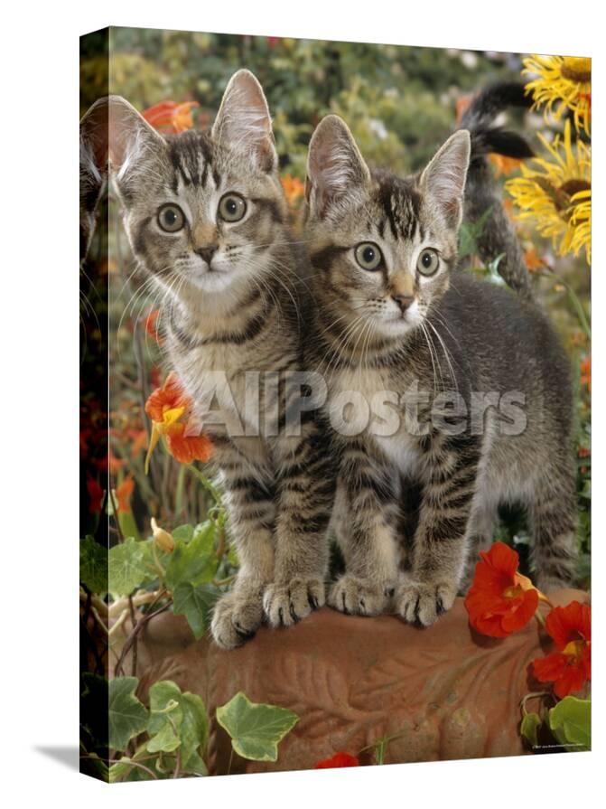 10 Week Short Haired Ticked Tabby Kittens With Nasturtiums