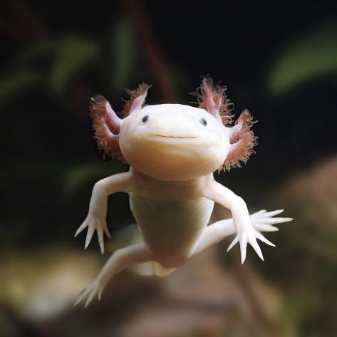 jane-burton-axolotl-siredon-ambystoma-mexicanum-albino-captive_a-G-14874350-14258395.jpg