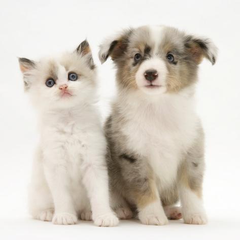 Birman Cross Kitten Sitting With Blue Merle Shetland Sheepdog Pup Blue Merle Shetland Sheepdog Pup