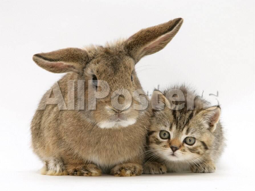 British Shorthair Brown Tabby Female Kitten With Young Agouti