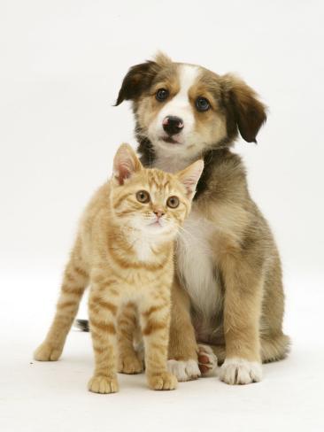 British Shorthair Red Tabby Kitten Sitting With Sable Border