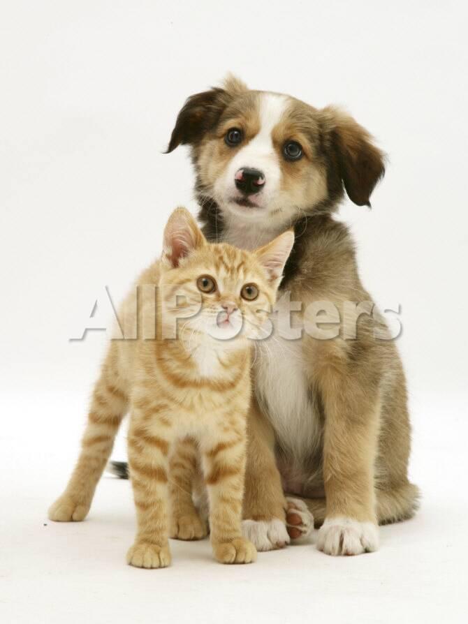 British Shorthair Red Tabby Kitten Sitting With Sable Border