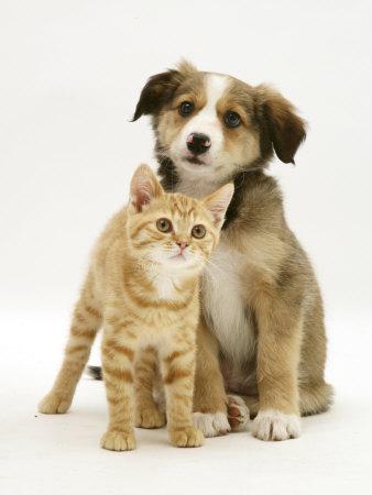 British Shorthair Red Tabby Kitten Sitting With Sable Border