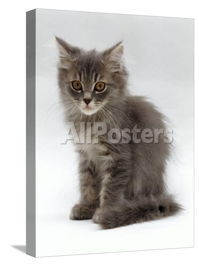 Domestic Cat 10 Week Grey Tabby Persian Cross Kitten