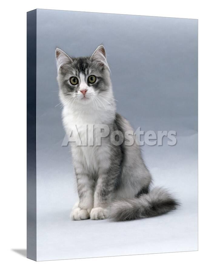 Domestic Cat 5 Month Silver Bi Colour Chinchilla Cross
