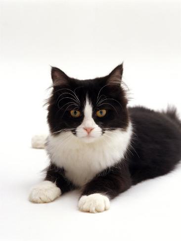 black and white long haired cat