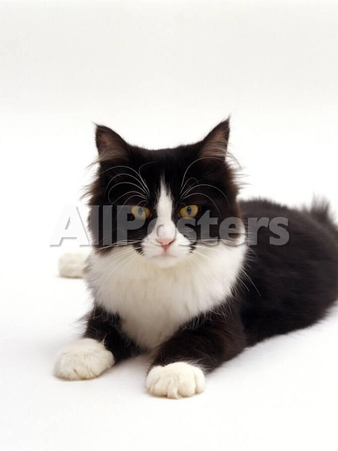 Domestic Cat 6 Month Black And White Semi Longhaired Female