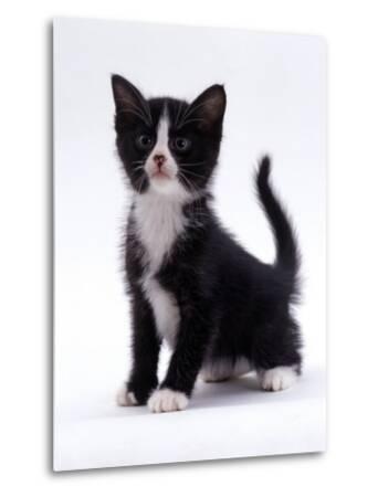 'Domestic Cat, 6-Week, Black-And-White Kitten' Photographic Print