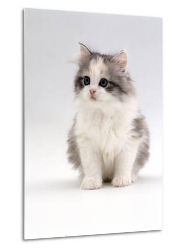 chinchilla cross cat