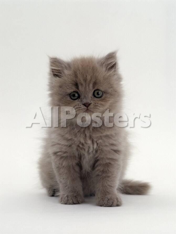 British Longhair Long Hair Kittens Pkd Negative Lilac Colour Soft Grey In Holt Norfolk Gumtree