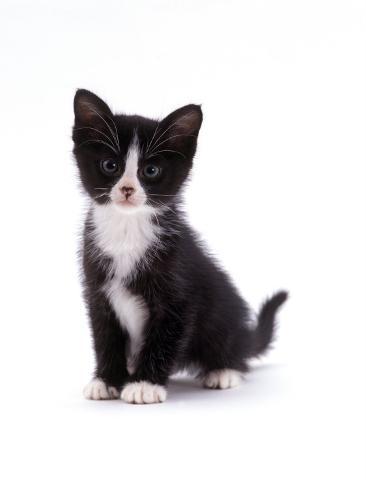 Domestic Cat, Black and White Kitten Photographic Print by Jane Burton ...