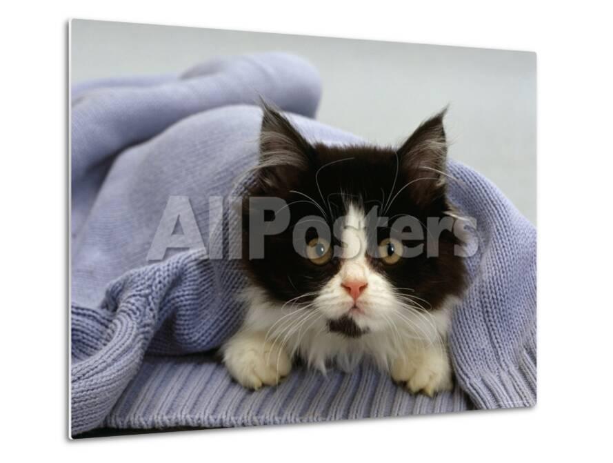 Domestic Cat Black And White Semi Longhaired Kitten In Blue
