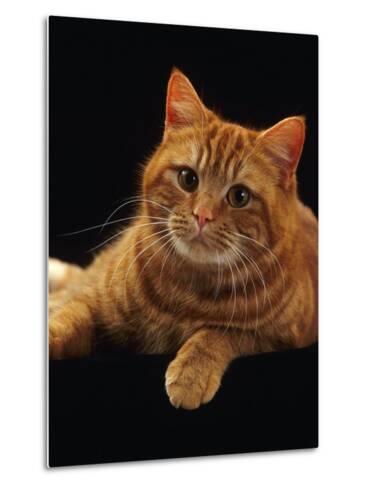 Red Tabby Cat British Shorthair Orange Female Orange Tabby