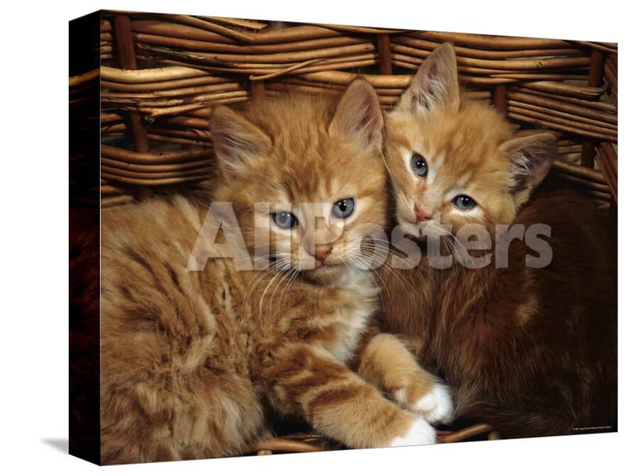 Domestic Cat Ginger Male Kittens Sitting In A Wicker Basket