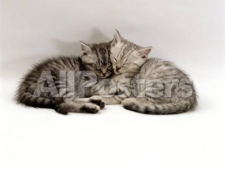 domestic cat two 7 week sleeping silver tabby kittens photographic