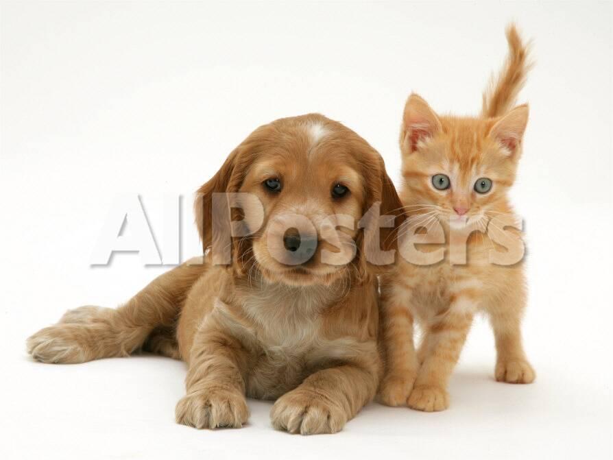Golden Cocker Spaniel Puppy With British Shorthair Red Tabby