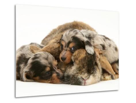 silver dachshund puppies