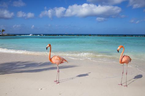 Flamingos On Flamingo Beach Renaissance Island Oranjestad Aruba Flamingos On Flamingo Beach Renaissance Island Oranjestad Aruba Lesser Antilles Photographic Print By Jane Sweeney At Allposters