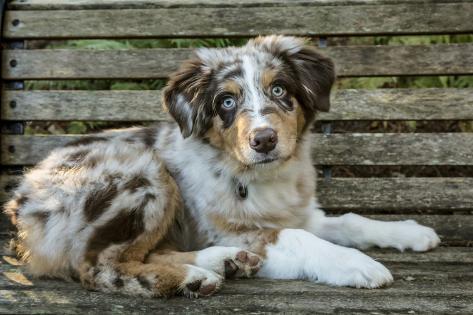 merle red australian shepherd