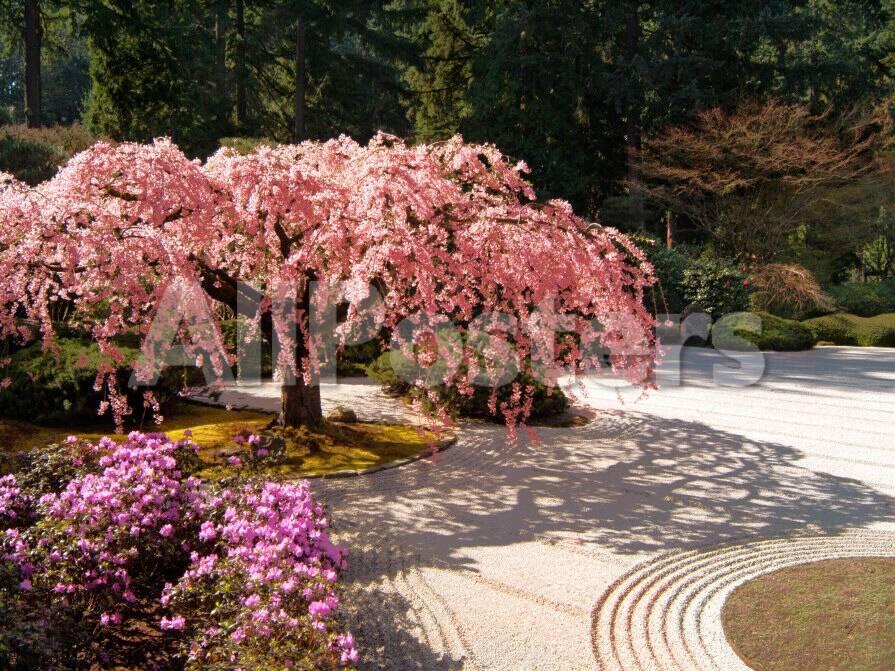 Cherry Tree Blossoms Over Rock Garden In The Japanese Gardens