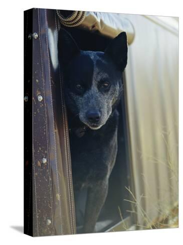 Resultado de imagen para heeler in the window