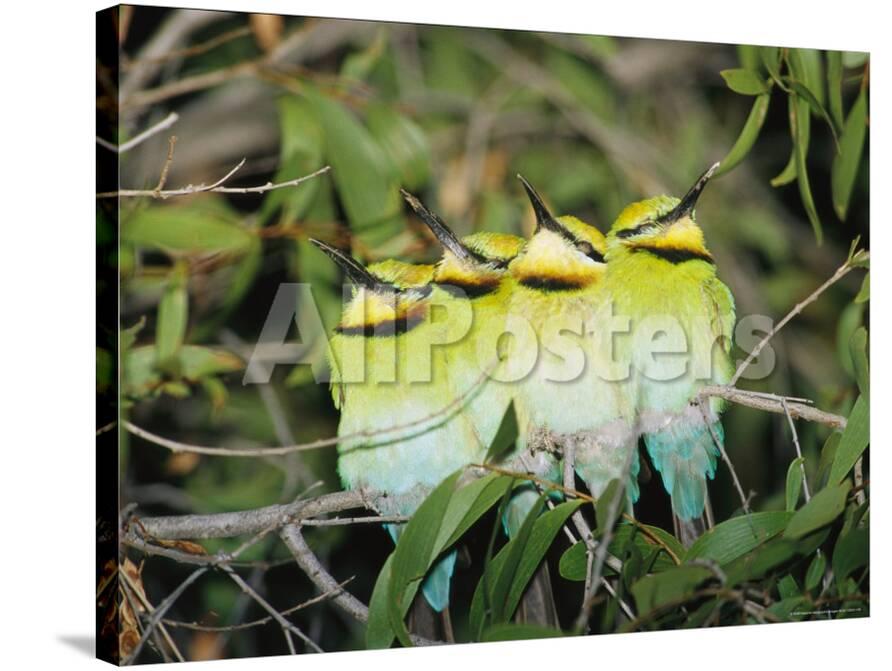A Group Of Rainbow Bee Eaters Sleeping Huddled Together