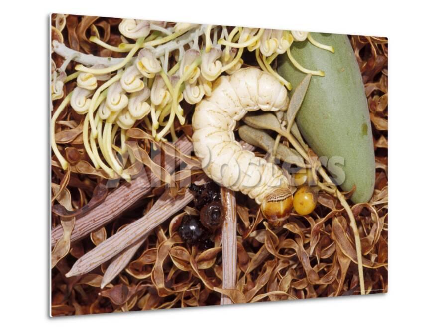 Array of Aboriginal Bush Tucker Food, Witchetty Grub and Honey Ants, Australia' Photographic Print - Jason Edwards | AllPosters.com