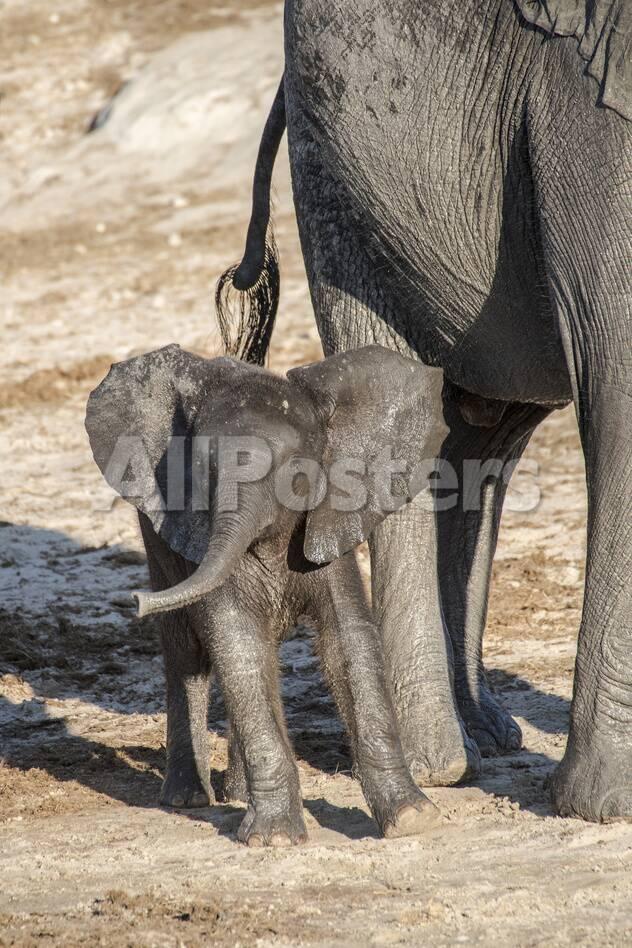 Africa Botswana Chobe National Park Juvenile Elephant Next To Africa Botswana Chobe National Park Juvenile Elephant Next To Photographic Print By Jaynes Gallery At Allposters Com